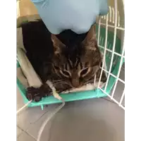Foto dell\'animale gatto - Matr. 2017/0718 - Microchip 380260043149986