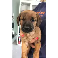 Foto dell\'animale cane - Matr. 2021/1386 - Microchip 380260044445985