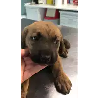 Foto dell\'animale cane - Matr. 2021/1384 - Microchip 380260044446212