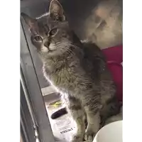 Foto dell\'animale gatto - Matr. 2017/0722 - Microchip 380260043150249