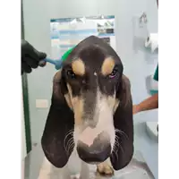 Foto dell\'animale cane - Matr. 2021/1369 - Microchip 380260044440919