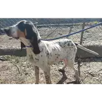 Foto dell\'animale cane - Matr. 2021/1375 - Microchip 380260044437147