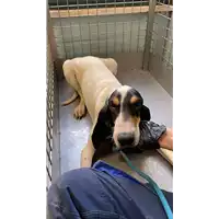 Foto dell\'animale cane - Matr. 2021/1377 - Microchip 380260044446034