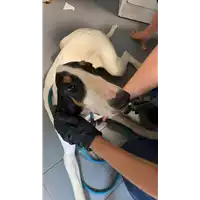 Foto dell\'animale cane - Matr. 2021/1380 - Microchip 380260044446261