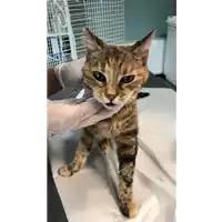 Foto dell\'animale gatto - Matr. 2021/1390 - Microchip 380260044446371