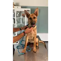 Foto dell\'animale cane - Matr. 2021/1394 - Microchip 380260044446314