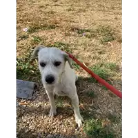 Foto dell\'animale cane - Matr. 2021/1396 - Microchip 380260043639835