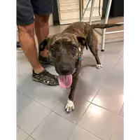 Foto dell\'animale cane - Matr. 2021/1397 - Microchip 380260043686658