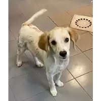 Foto dell\'animale cane - Matr. 2021/1403 - Microchip 380260044449760