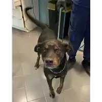 Foto dell\'animale cane - Matr. 2021/1398 - Microchip 380260002638203