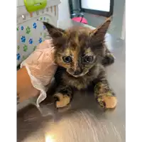 Foto dell\'animale gatto - Matr. 2021/1406 - Microchip 380260044476744