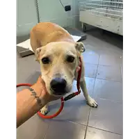 Foto dell\'animale cane - Matr. 2021/1408 - Microchip 380260044449342