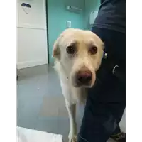 cane - Matr. 2021/1409 - Microchip 380260043525893