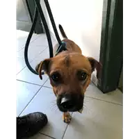 Foto dell\'animale cane - Matr. 2021/1411 - Microchip 380260044476705