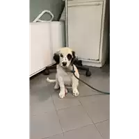 Foto dell\'animale cane - Matr. 2021/1412 - Microchip 380260044476710