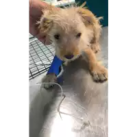Foto dell\'animale cane - Matr. 2021/1413 - Microchip 380260044476803