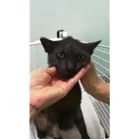 Foto dell\'animale gatto - Matr. 2021/1415 - Microchip 380260044476198