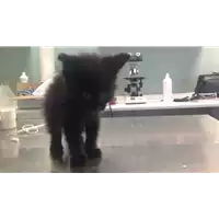 Foto dell\'animale gatto - Matr. 2017/0725 - Microchip 380260043150275