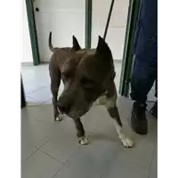 cane - Matr. 2021/1426 - Microchip 380260020097693