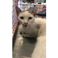 Foto dell\'animale gatto - Matr. 2021/1402 - Microchip 380260044446851