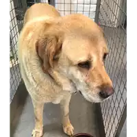 cane - Matr. 2021/0014 - Microchip 380260040133743