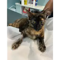 Foto dell\'animale gatto - Matr. 2021/1433 - Microchip 380260044476575