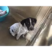 Foto dell\'animale cane - Matr. 2017/0728 - Microchip 380260043150134