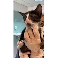 Foto dell\'animale gatto - Matr. 2021/1438 - Microchip 380260044449355