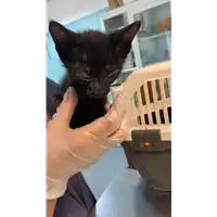 Foto dell\'animale gatto - Matr. 2021/1437 - Microchip 380260044449338