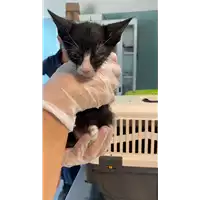 Foto dell\'animale gatto - Matr. 2021/1436 - Microchip 380260044477036
