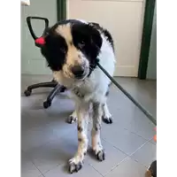 cane - Matr. 2021/1440 - Microchip 380260044476379