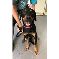 Foto dell\'animale cane - Matr. 2021/1444 - Microchip 380260160066824