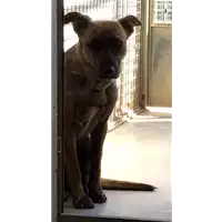 Foto dell\'animale cane - Matr. 2017/0726 - Microchip 380260043150189