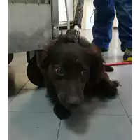 Foto dell\'animale cane - Matr. 2021/1446 - Microchip 380260044449010