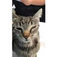 Foto dell\'animale gatto - Matr. 2021/1448 - Microchip 380260044476573