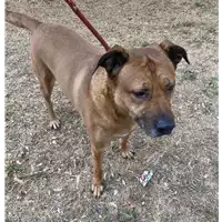 Foto dell\'animale cane - Matr. 2021/1451 - Microchip 380260002697388
