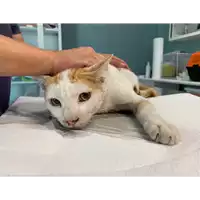 Foto dell\'animale gatto - Matr. 2021/1453 - Microchip 380260044476821