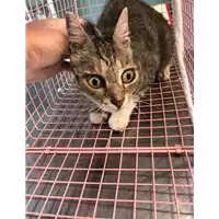 Foto dell\'animale gatto - Matr. 2021/1458 - Microchip 380260044476107
