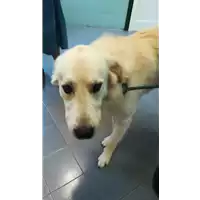 Foto dell\'animale cane - Matr. 2021/1457 - Microchip 380260044476185