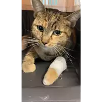 Foto dell\'animale gatto - Matr. 2021/1464 - Microchip 380260044476180