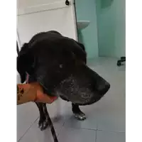 Foto dell\'animale cane - Matr. 2021/1465 - Microchip 380260080276262