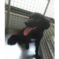 Foto dell\'animale cane - Matr. 2021/1466 - Microchip 380260044477074