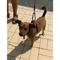 Foto dell\'animale cane - Matr. 2021/1470 - Microchip 380260002513993