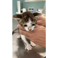 Foto dell\'animale gatto - Matr. 2021/1469 - Microchip 380260044476475