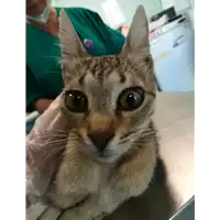 Foto dell\'animale gatto - Matr. 2021/1471 - Microchip 380260044476515