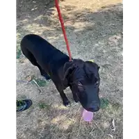 cane - Matr. 2021/1477 - Microchip 380260044476758