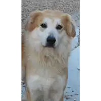 Foto dell\'animale cane - Matr. 2011/1001 - Microchip 380260000550799