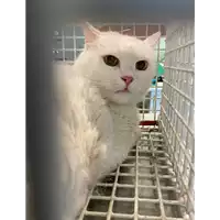 Foto dell\'animale gatto - Matr. 2021/1479 - Microchip 380260044449933