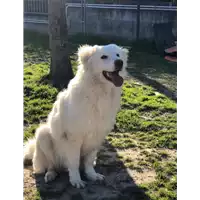 Foto dell\'animale cane - Matr. 2019/1928 - Microchip 380260043717550