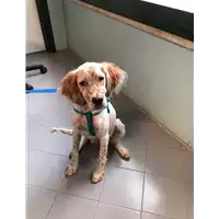 Foto dell\'animale cane - Matr. 2021/1482 - Microchip 380260044476903